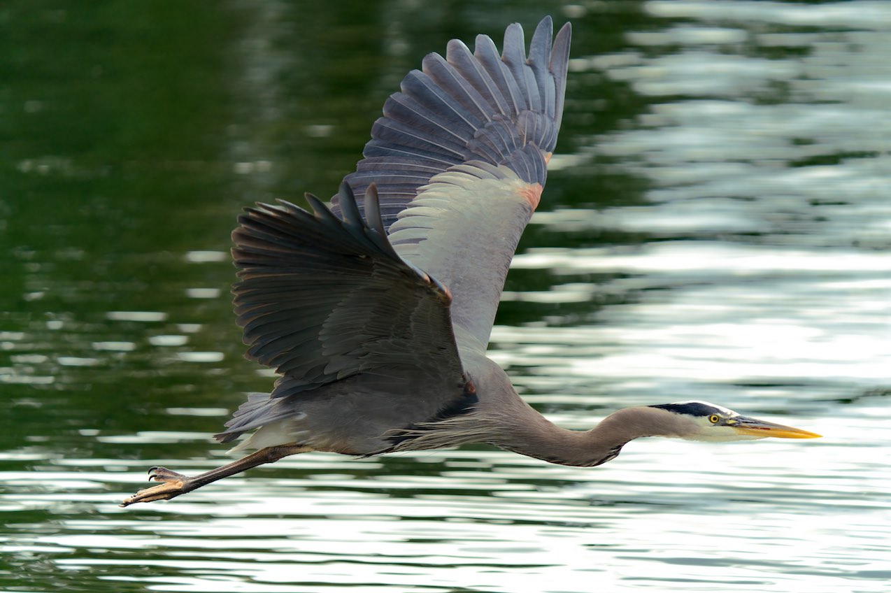 Heron 4 0518